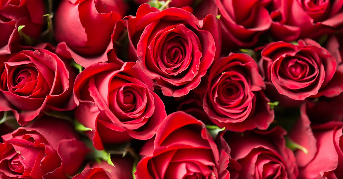 A stunning close-up of red roses, perfect for romantic occasions and floral gift ideas.